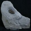 Very Inflated New York Calymene Trilobite #2142-1